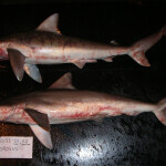Smalltail shark