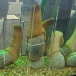 A tank of geoduck from Canada at Seafood Expo North America in 2024