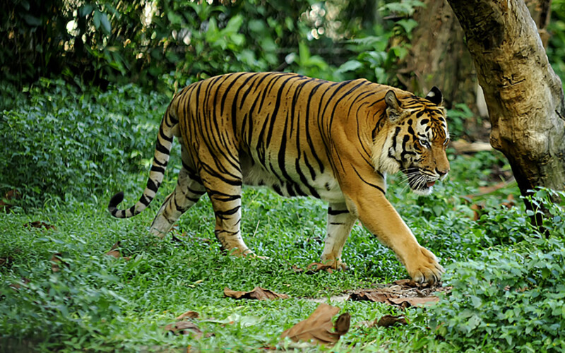 A Malayan tiger