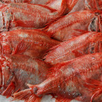 Orange roughy on ice
