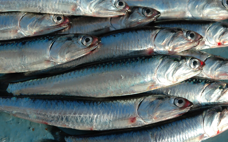 A pile of anchovies