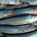 A pile of anchovies