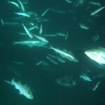 Alaska pollock