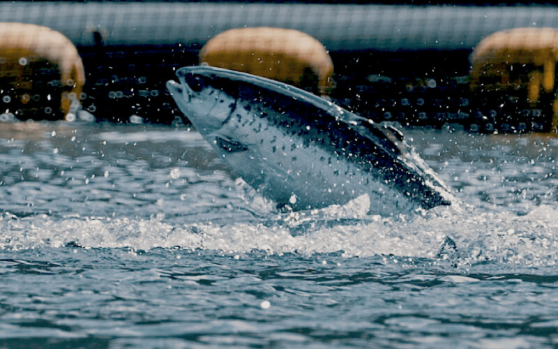 A salmon in a Hiddenfjord net pen jumping out of the water