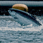 A salmon in a Hiddenfjord net pen jumping out of the water