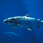 Atlantic salmon