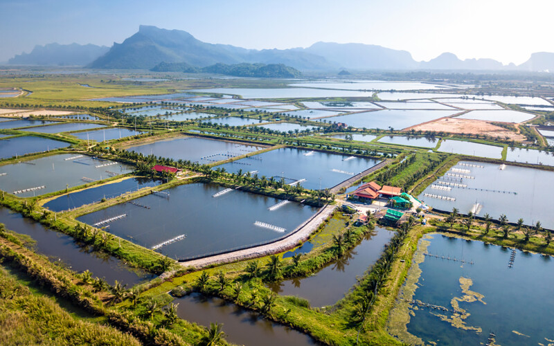 An aerial view of a Thai shrimp farm