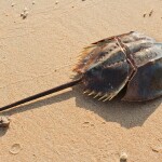 A horseshoe crab