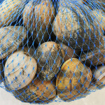 A bag of clams