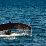 A North Atlantic right whale
