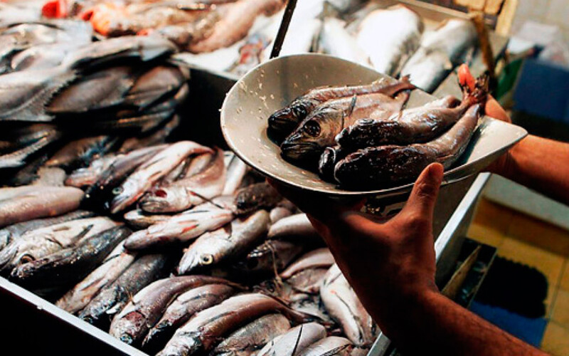 Chilean hake