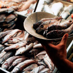Chilean hake