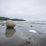 A clam shell in British Columbia, Canada