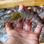 India imported more shrimp than any other country to the U.S. in January 2025