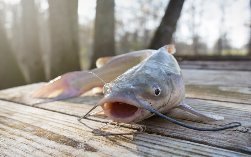 A blue catfish