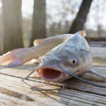 A blue catfish