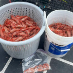 Harvested shrimp in a bucket