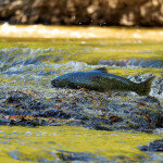 A chinook salmon