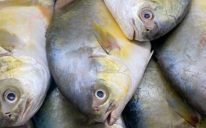 Snubnose pompano is a highly-valued fish in Southeastern Asian aquaculture