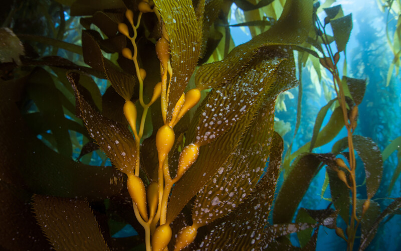One of the species of algae Salmones Austral plans to grow is Macrocystis pyrifera, which can grow over 100 feet in height