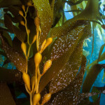 One of the species of algae Salmones Austral plans to grow is Macrocystis pyrifera, which can grow over 100 feet in height