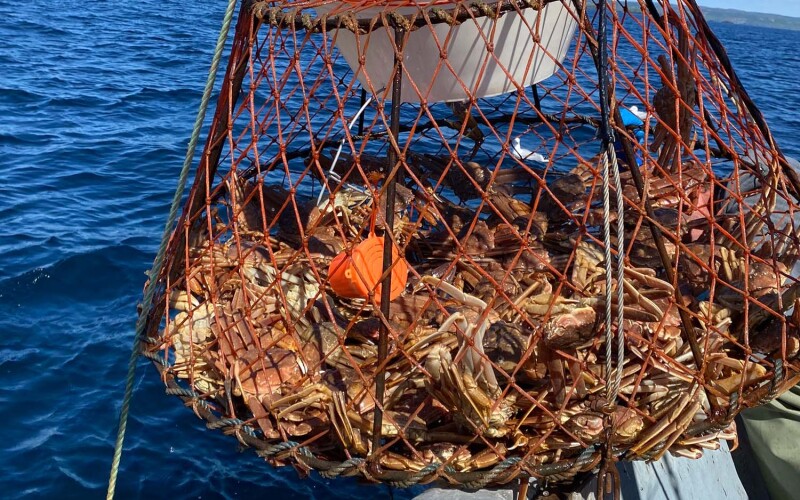 A snow crab pot being pulled onto a boat