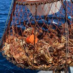 A snow crab pot being hauled onto a fishing vessel