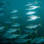 yellowtail kingfish