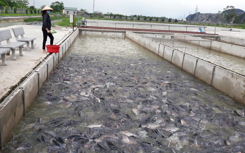 A Vietnamese tilapia farm