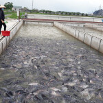 A Vietnamese tilapia farm