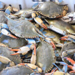 Louisiana blue crabs