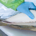 An close-up shot of a seafood processor filleting a fish