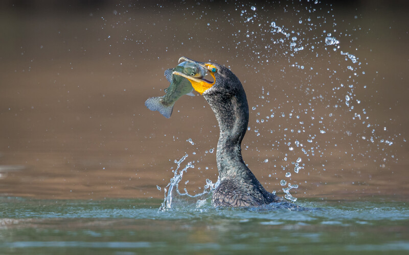A cormorant eating a fish