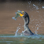 A cormorant eating a fish