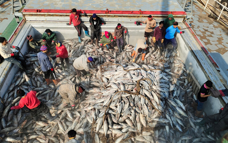 A transshipment of yellowfin tuna in Thailand