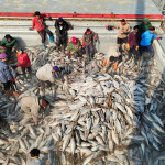 A transshipment of yellowfin tuna in Thailand
