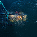 A crab trap being pulled from the ocean