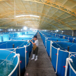 A Chinese land-based fish farm