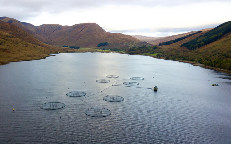 An aerial shot of a Scottish salmon farm