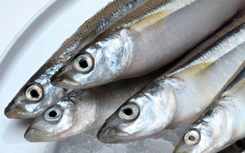 Peruvian anchovies