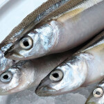 Peruvian anchovies
