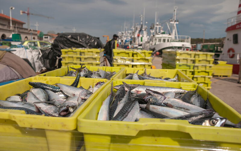 Mackerel in boxes at a port