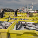 Mackerel in boxes at a port