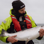 A Mowi employee holding a farmed salmon