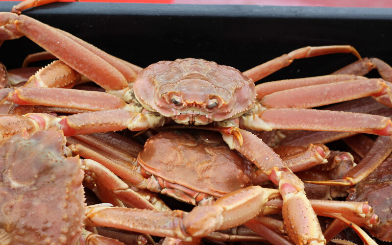 A bin full of live snow crab