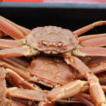 A bin full of live snow crab