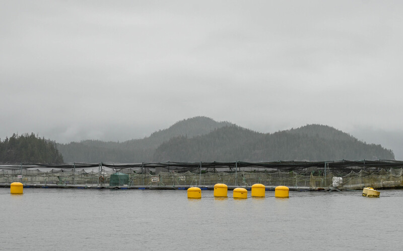 A salmon farm in B.C.