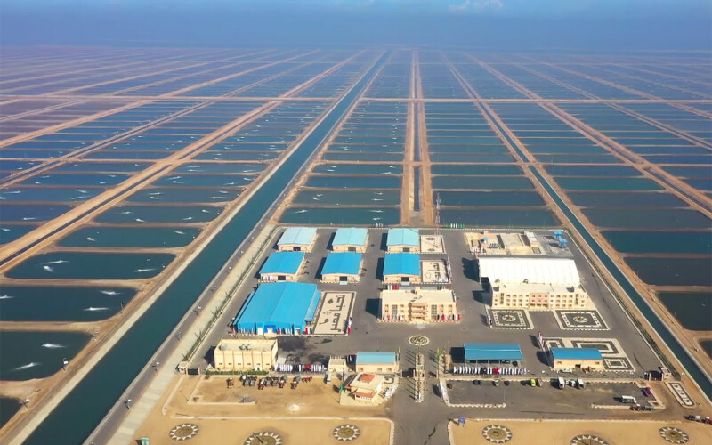 A fish farm in northern Egypt