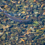 A salmon swimming in shallow water