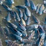 Tilapia being fed at a fish farm